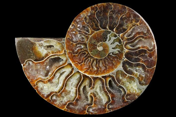 Agatized Ammonite Fossil (Half) - Crystal Chambers #111486